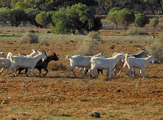 Feral goats, source G Johnson Feral goats, source G Johnson